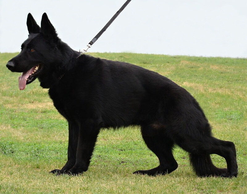 Original image from the archived Art ze Sumavske doliny x TANA z Jirkova dvora litter record
