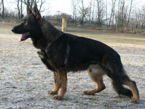 Original image from the archived CHARI z Esagilu x NISSA z Jirkova dvora litter record