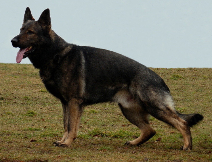 Bady ze Svobodneho dvora — original photograph