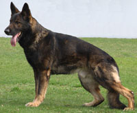 Carly (Caro) Policia-Slovakia — original photograph