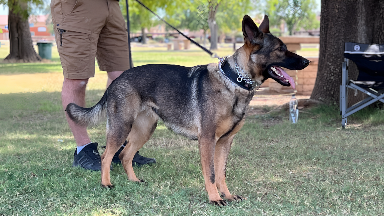 Are You Using Your Leash Correctly? — original AlpineK9Real cover