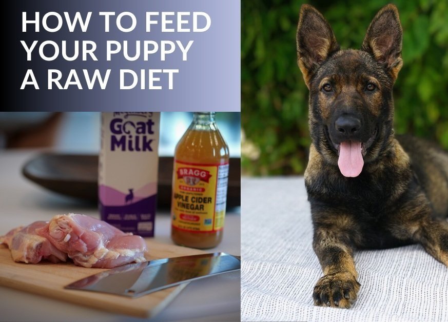 How to Feed Puppies & Adults a Raw Diet — original AlpineK9Real cover