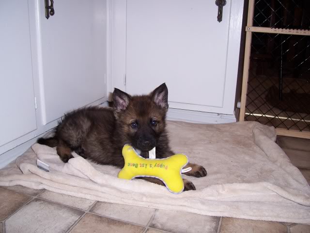 Original photograph or document from Puppy colors