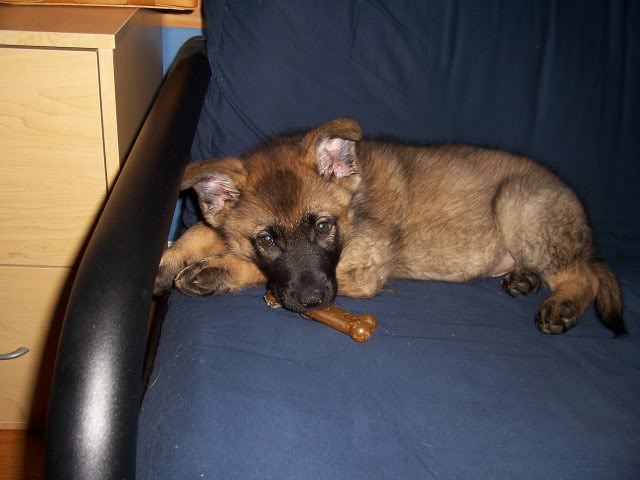Original photograph or document from Puppy colors