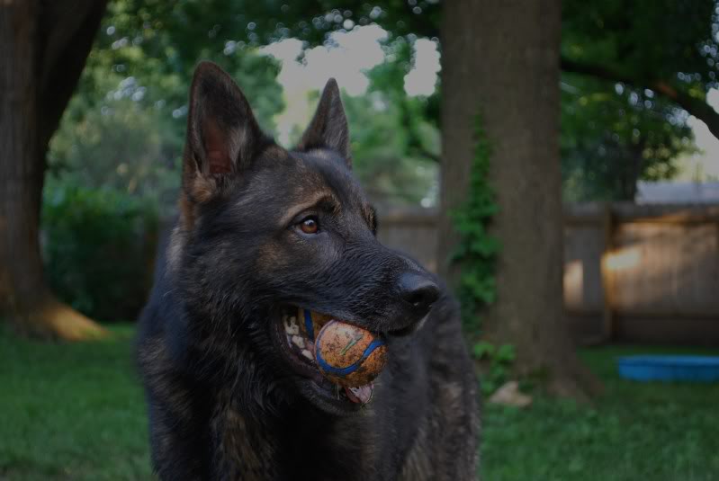 Original photograph or document from Puppy colors