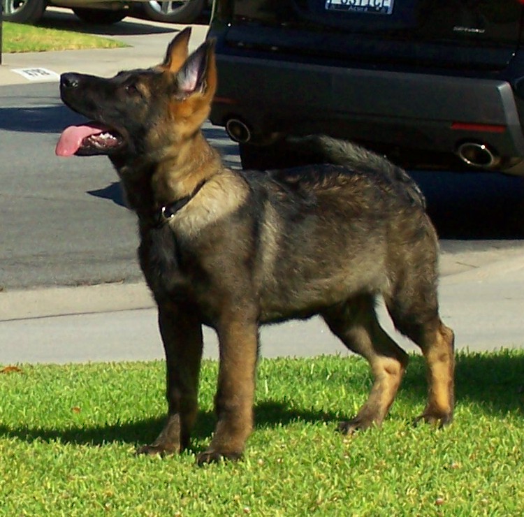 Original photograph or document from Dogs in the spotlight
