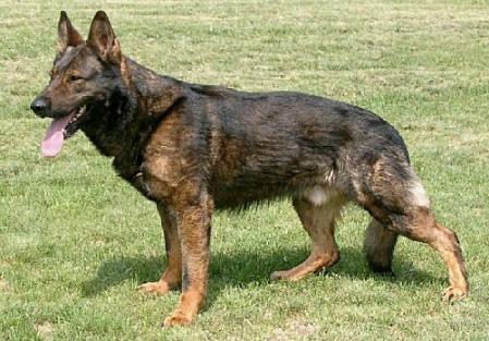 Original photograph or document from Czech German Shepherd Dogs from Alpine K9