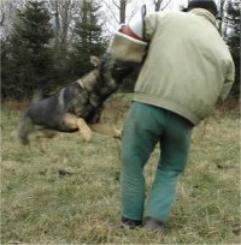 Original photograph or document from Czech police-dog program — original page