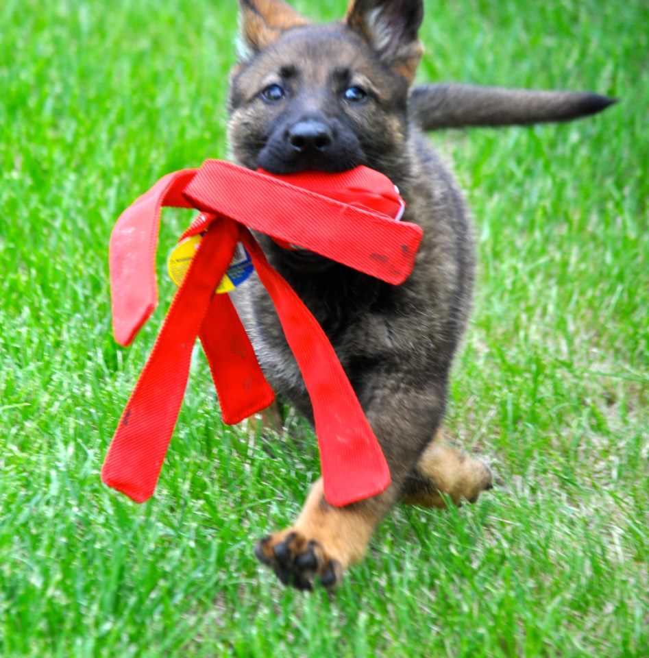 German Shepherd puppy running through grass