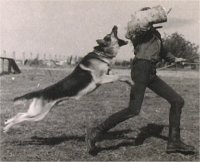 Original photograph or document from Czech German Shepherd Dogs from Alpine K9