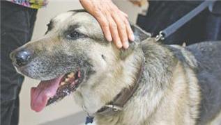 Blaku in the original hospital-dog record