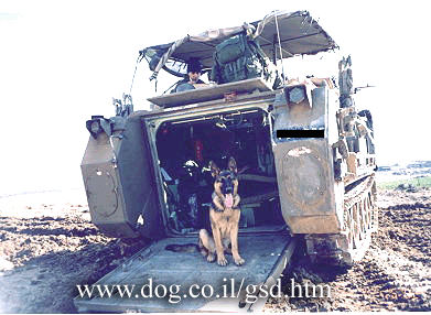Original photograph or document from Working-dog accounts