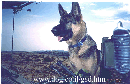 Original photograph or document from Working-dog accounts
