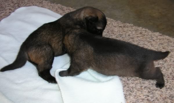 Original photograph or document from Puppy colors