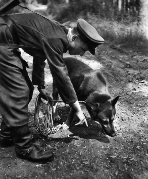 A handler following his dog’s work.