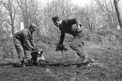 Working-dog training, from the original collection.