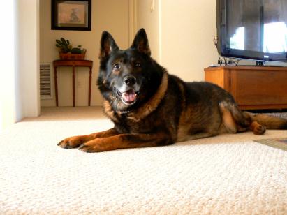 Original photograph or document from Memorable dogs