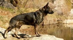 Original photograph or document from Czech German Shepherd Dogs from Alpine K9