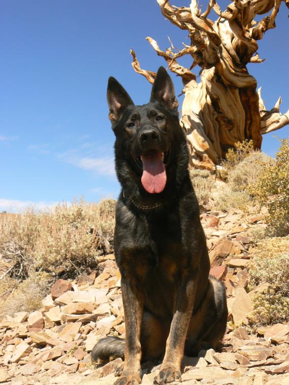 Original photograph or document from Czech German Shepherd Dogs from Alpine K9