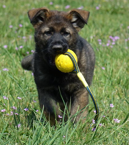 Photograph from the original sold-puppy collection
