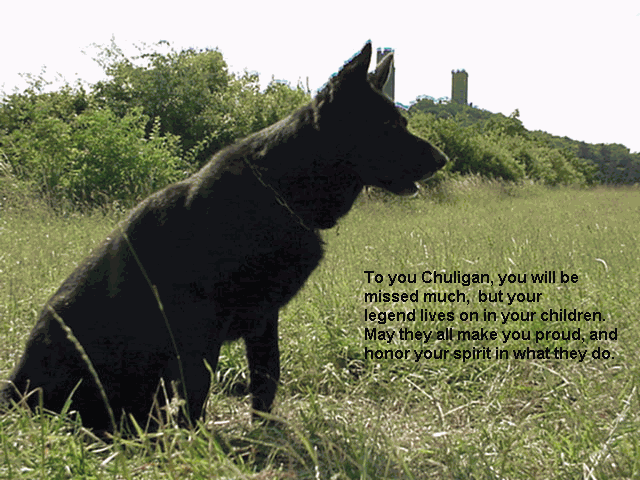 Original photograph or document from Memorable dogs