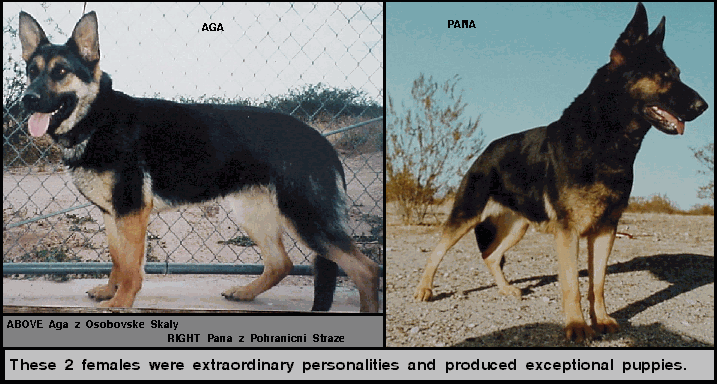 Original photograph or document from Memorable dogs